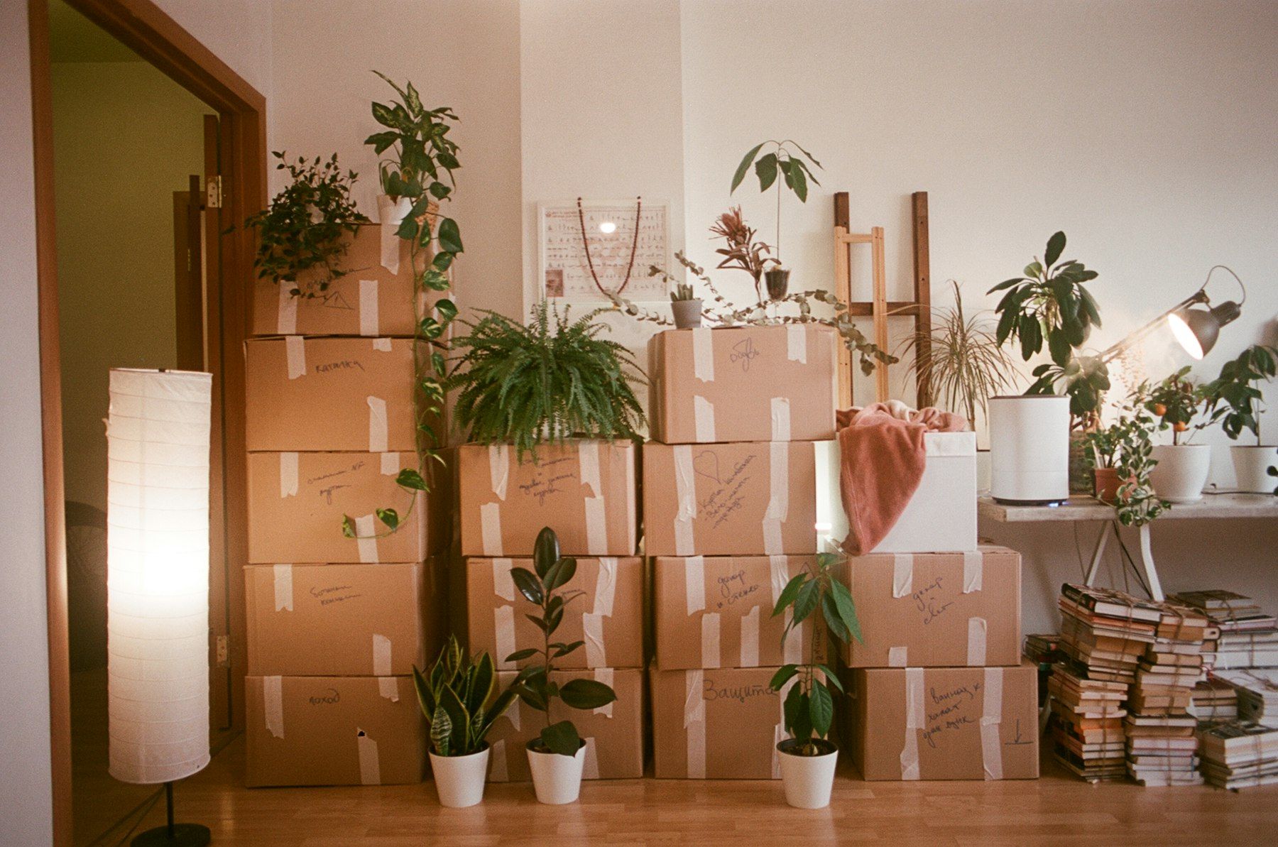Packed moving boxes and house plants in a living room